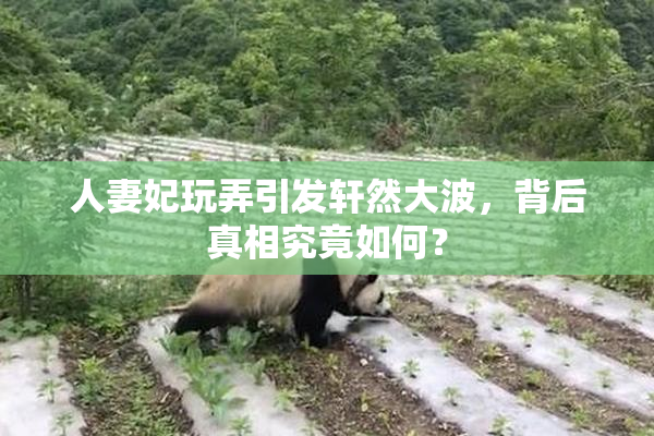 人妻妃玩弄引发轩然大波，背后真相究竟如何？