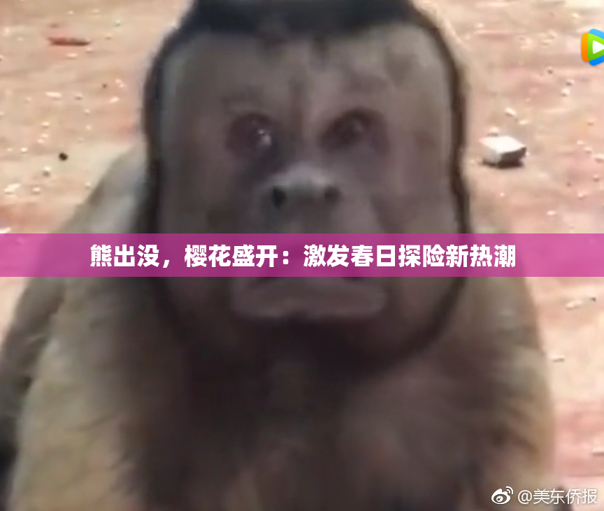 熊出没，樱花盛开：激发春日探险新热潮