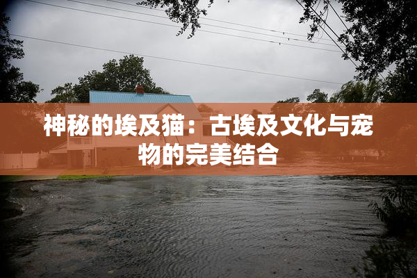 神秘的埃及猫：古埃及文化与宠物的完美结合