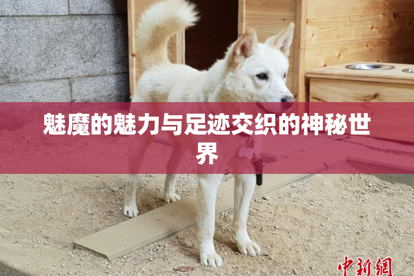 魅魔的魅力与足迹交织的神秘世界