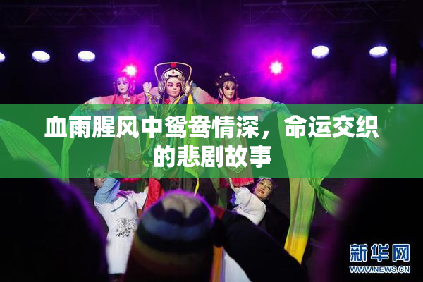 血雨腥风中鸳鸯情深，命运交织的悲剧故事
