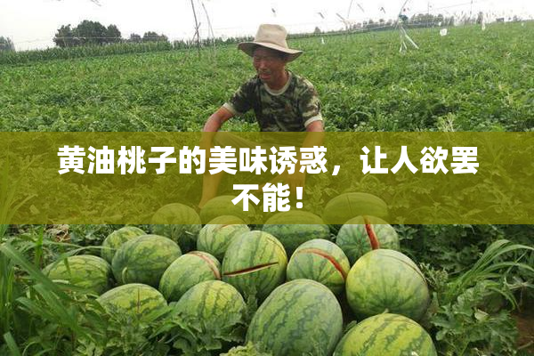 黄油桃子的美味诱惑，让人欲罢不能！