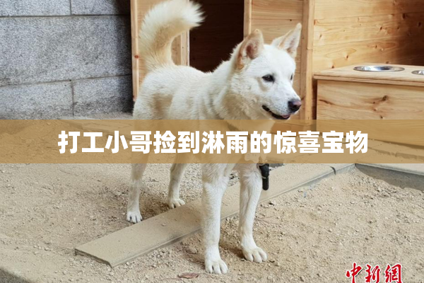 打工小哥捡到淋雨的惊喜宝物
