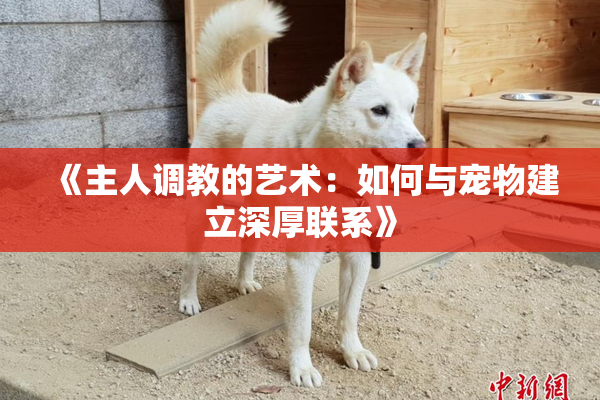 《主人调教的艺术：如何与宠物建立深厚联系》