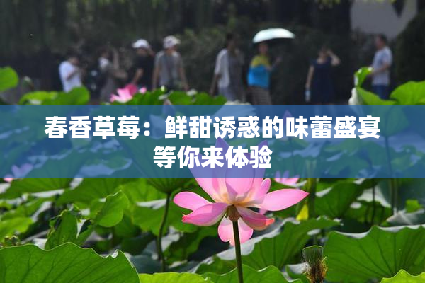 春香草莓：鲜甜诱惑的味蕾盛宴等你来体验