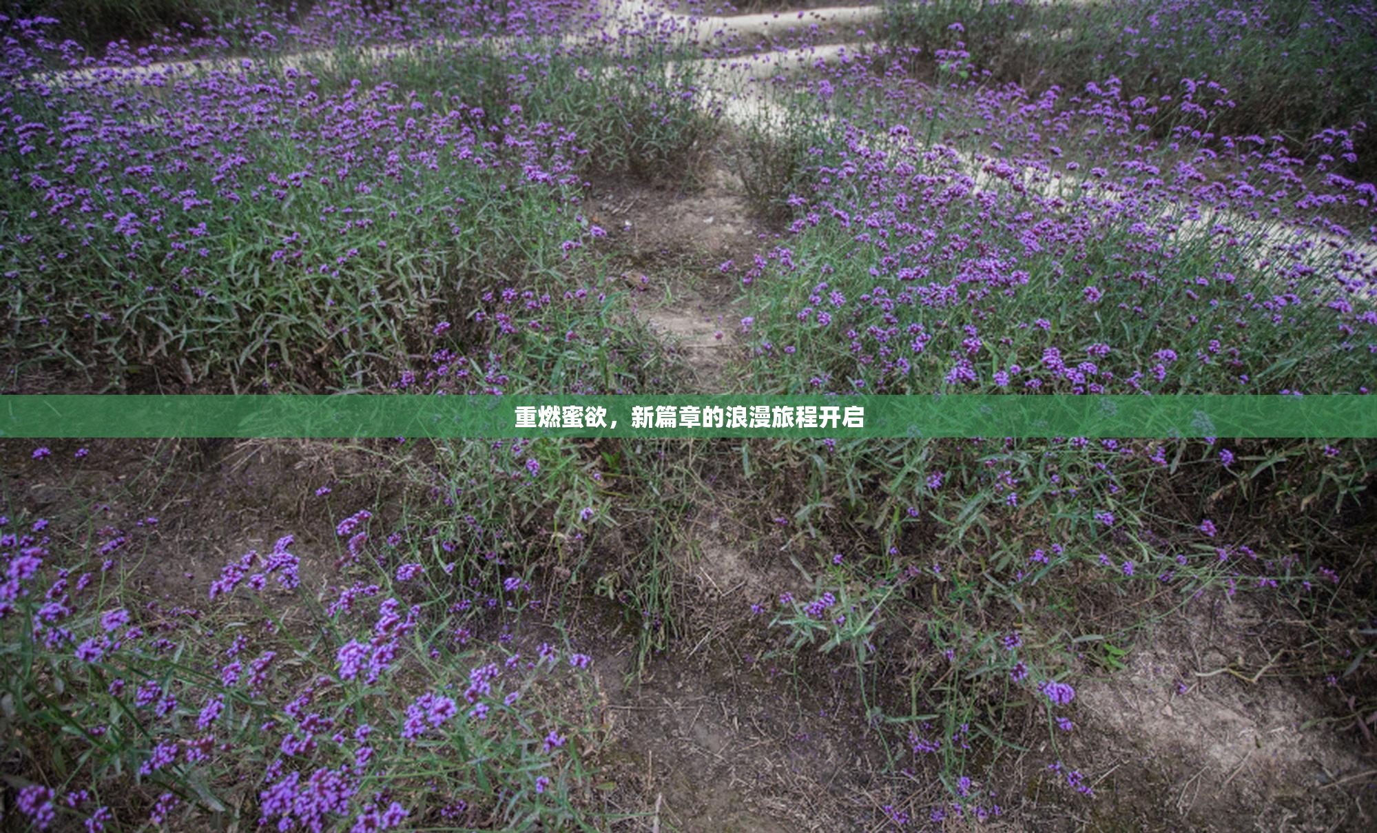 重燃蜜欲，新篇章的浪漫旅程开启