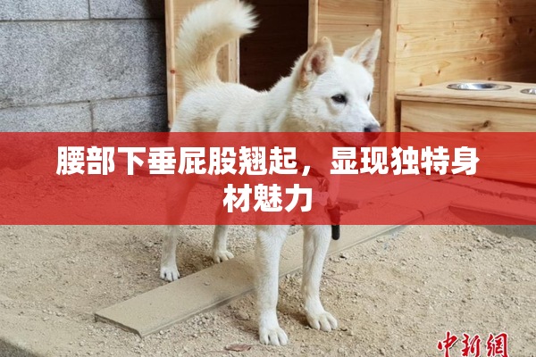 腰部下垂屁股翘起，显现独特身材魅力