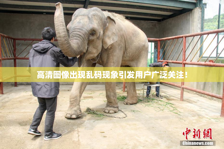 高清图像出现乱码现象引发用户广泛关注！