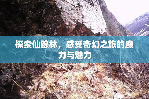 探索仙踪林，感受奇幻之旅的魔力与魅力