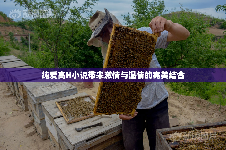 纯爱高H小说带来激情与温情的完美结合