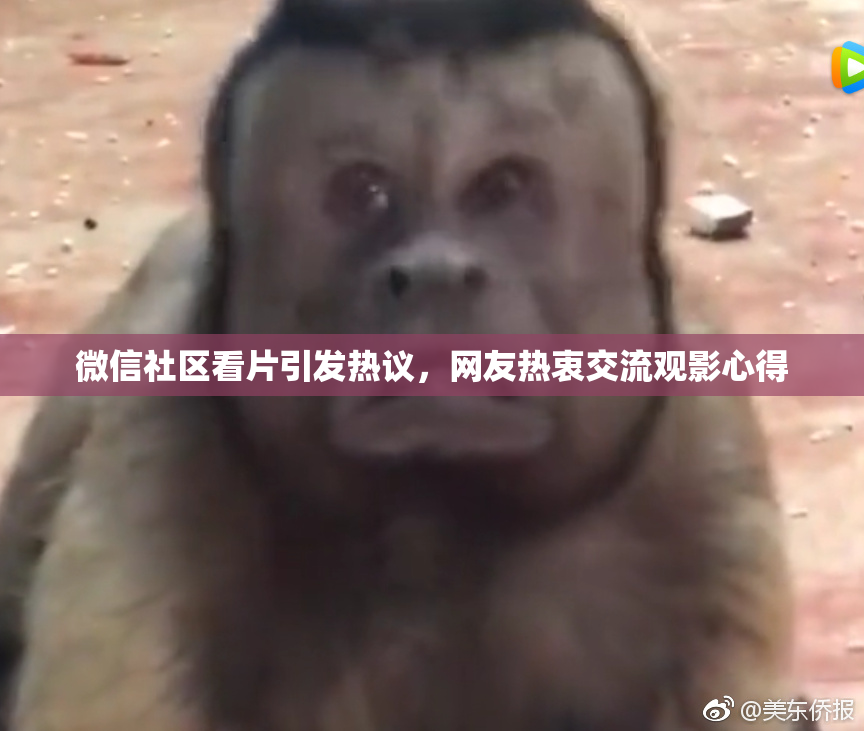微信社区看片引发热议，网友热衷交流观影心得