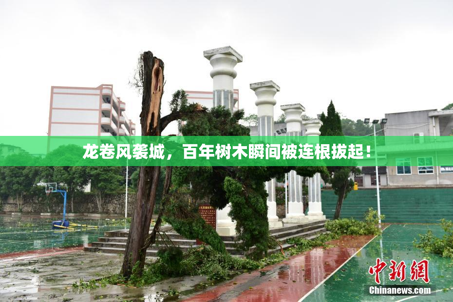 龙卷风袭城，百年树木瞬间被连根拔起！
