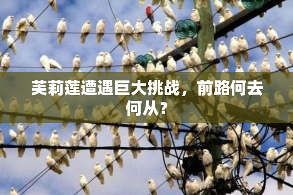 芙莉莲遭遇巨大挑战，前路何去何从？
