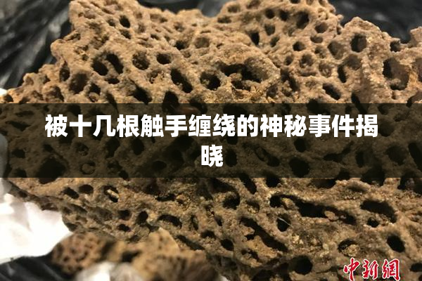 被十几根触手缠绕的神秘事件揭晓