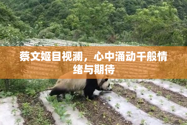 蔡文姬目视澜，心中涌动千般情绪与期待