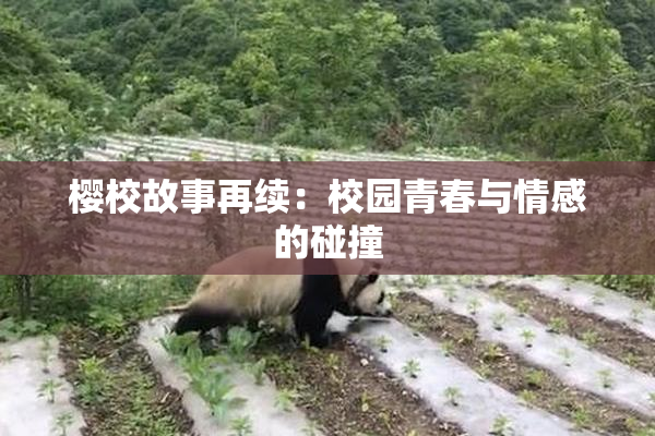 樱校故事再续：校园青春与情感的碰撞