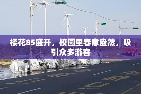 樱花85盛开，校园里春意盎然，吸引众多游客