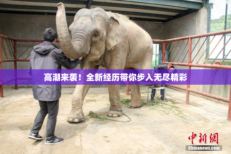 高潮来袭！全新经历带你步入无尽精彩