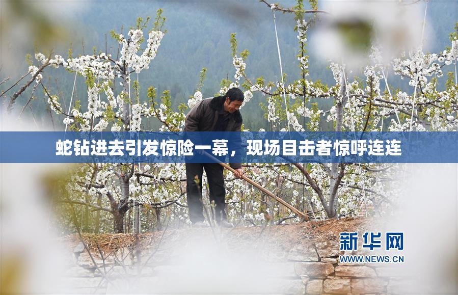 蛇钻进去引发惊险一幕，现场目击者惊呼连连
