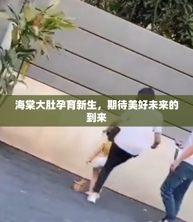 海棠大肚孕育新生，期待美好未来的到来