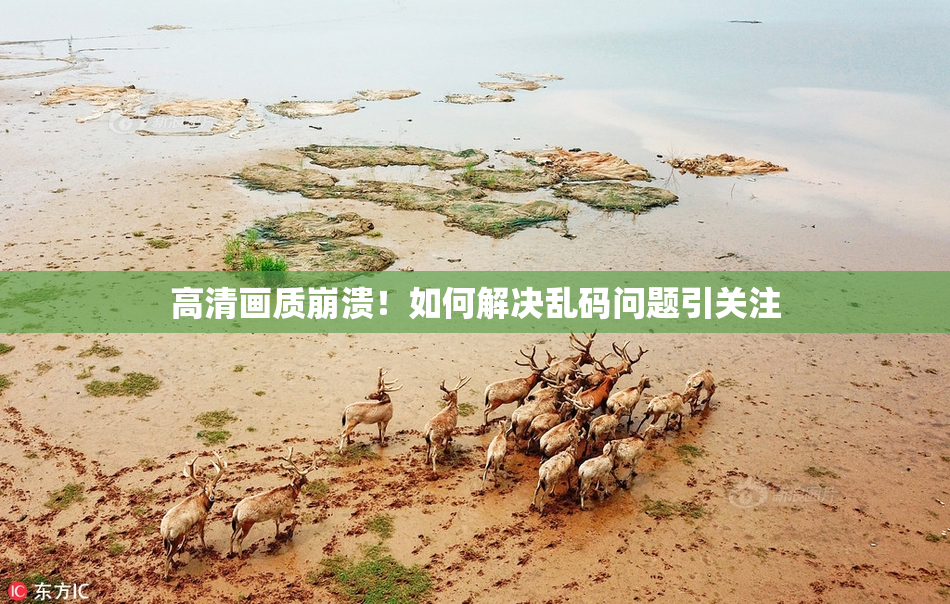 高清画质崩溃！如何解决乱码问题引关注
