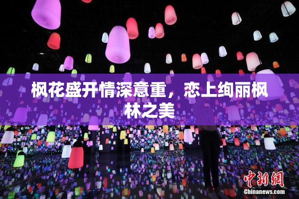 枫花盛开情深意重，恋上绚丽枫林之美