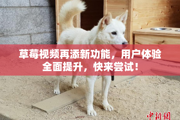 草莓视频再添新功能，用户体验全面提升，快来尝试！