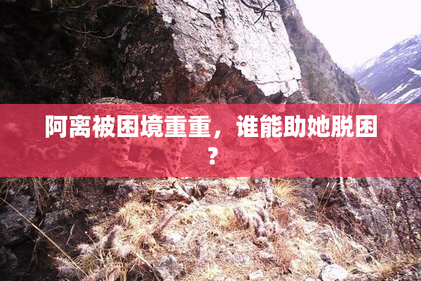 阿离被困境重重，谁能助她脱困？