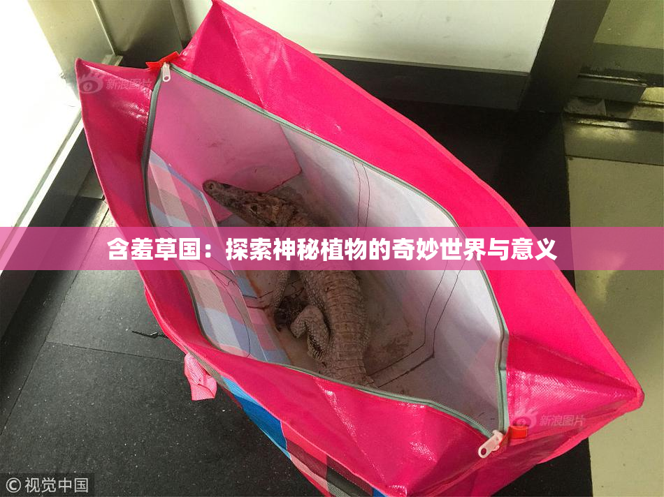 含羞草国：探索神秘植物的奇妙世界与意义