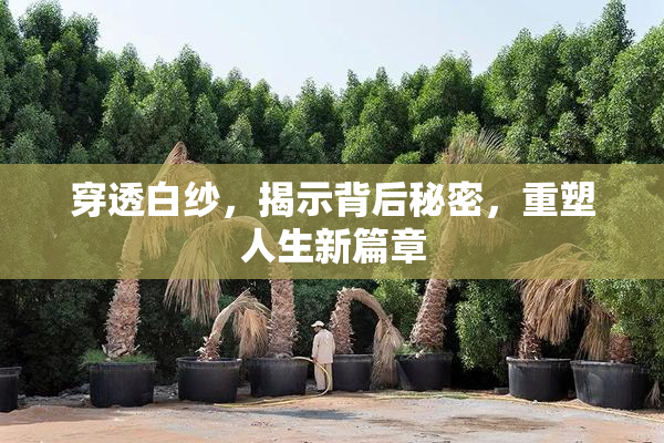 穿透白纱，揭示背后秘密，重塑人生新篇章