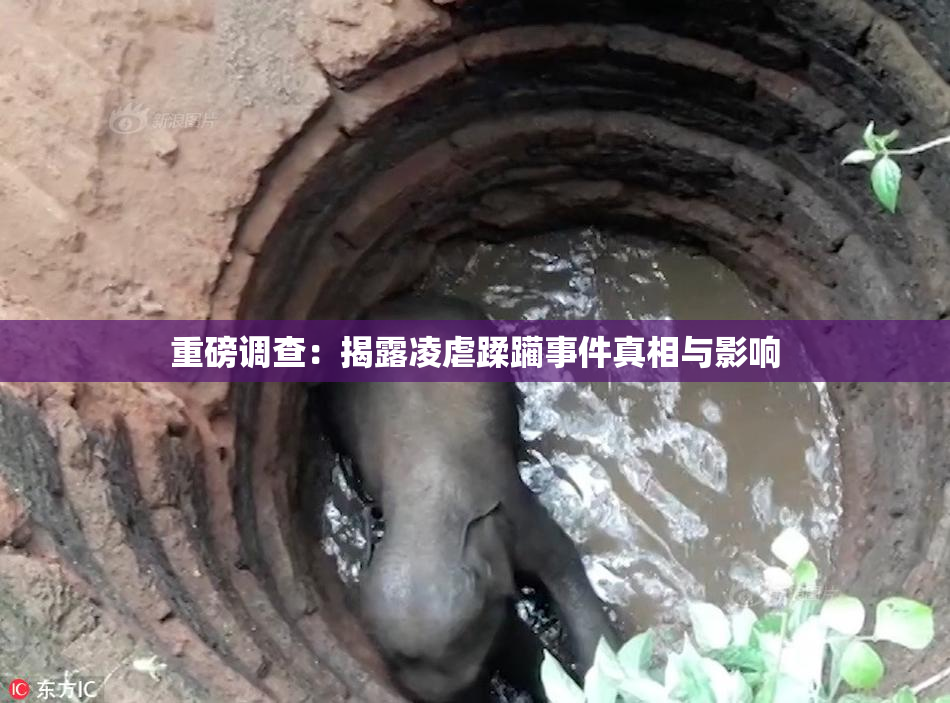 重磅调查：揭露凌虐蹂躏事件真相与影响