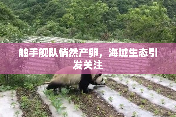 触手舰队悄然产卵，海域生态引发关注