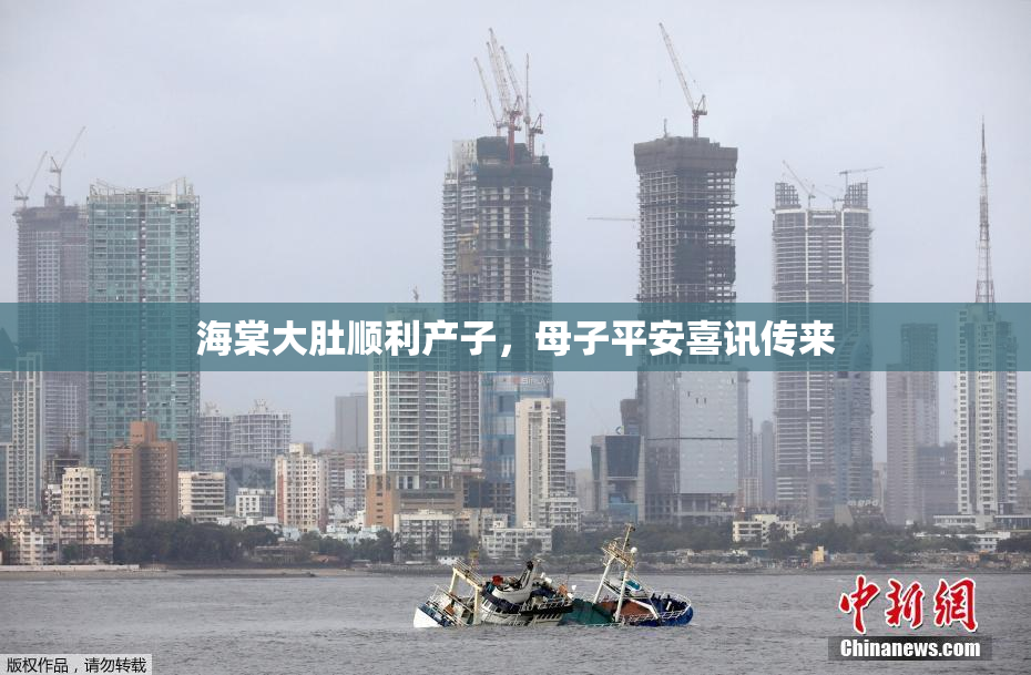 海棠大肚顺利产子，母子平安喜讯传来