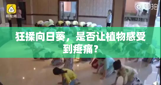 狂揉向日葵，是否让植物感受到疼痛？