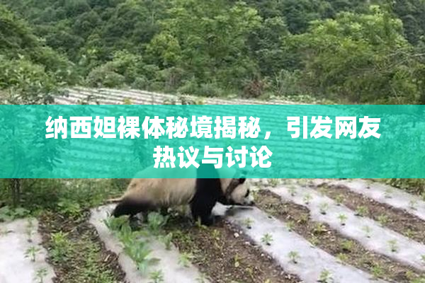 纳西妲裸体秘境揭秘，引发网友热议与讨论