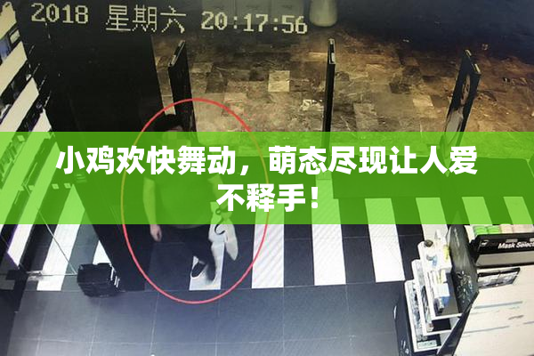 小鸡欢快舞动，萌态尽现让人爱不释手！