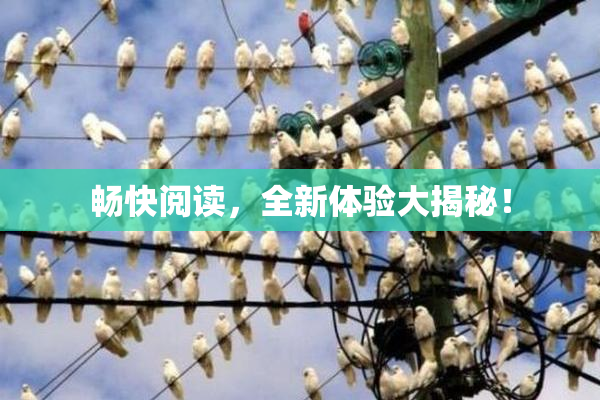 畅快阅读，全新体验大揭秘！