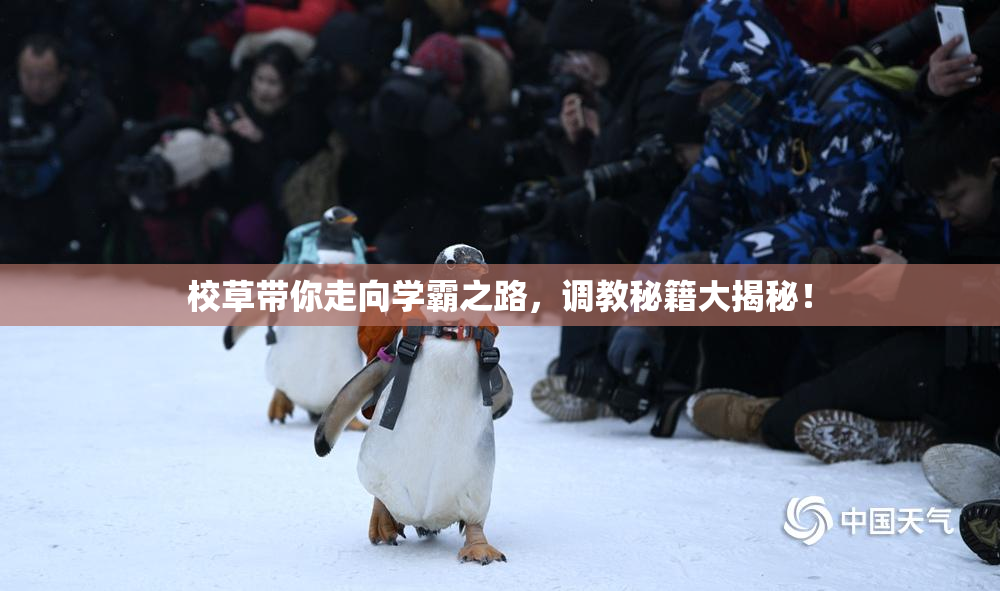 校草带你走向学霸之路，调教秘籍大揭秘！
