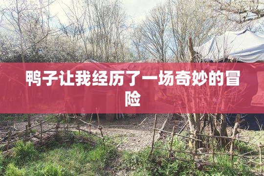 鸭子让我经历了一场奇妙的冒险