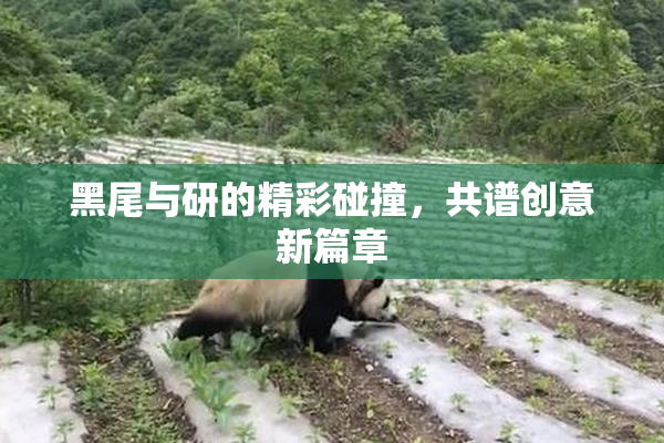 黑尾与研的精彩碰撞，共谱创意新篇章
