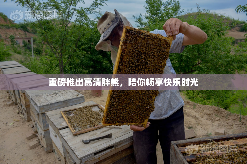重磅推出高清胖熊，陪你畅享快乐时光