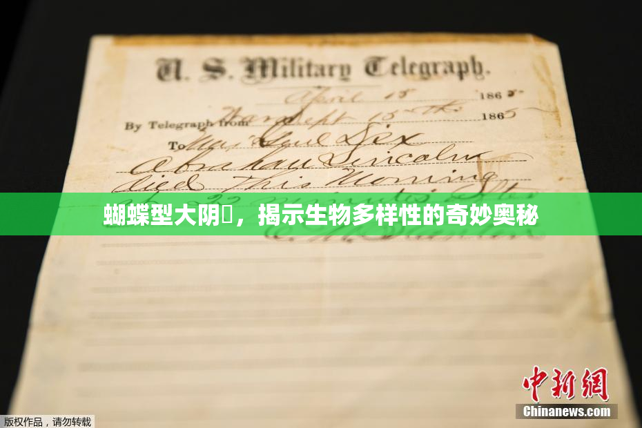 蝴蝶型大阴脣，揭示生物多样性的奇妙奥秘