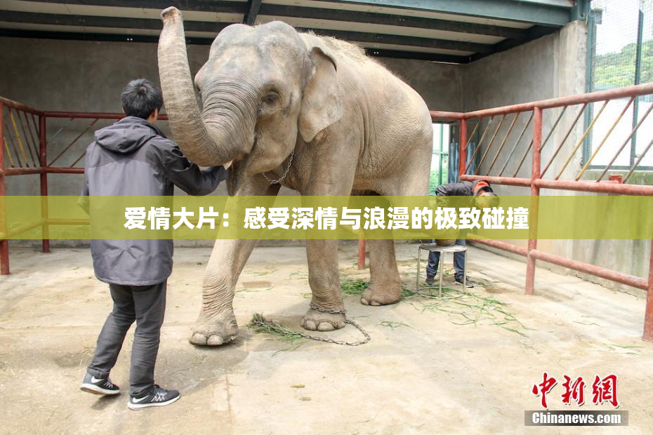 爱情大片：感受深情与浪漫的极致碰撞