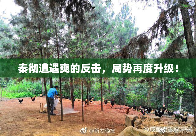 秦彻遭遇爽的反击，局势再度升级！