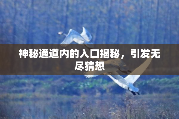 神秘通道内的入口揭秘，引发无尽猜想