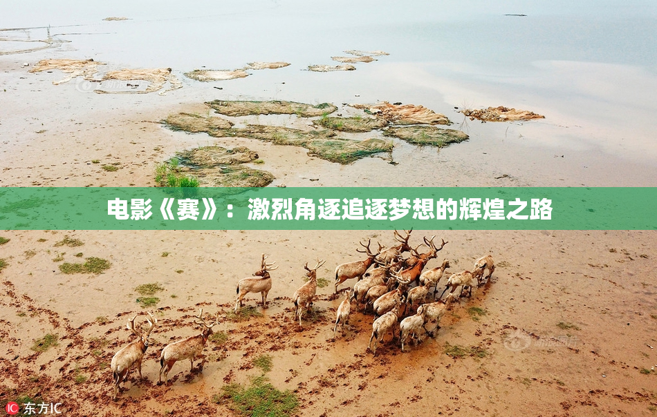 电影《赛》：激烈角逐追逐梦想的辉煌之路