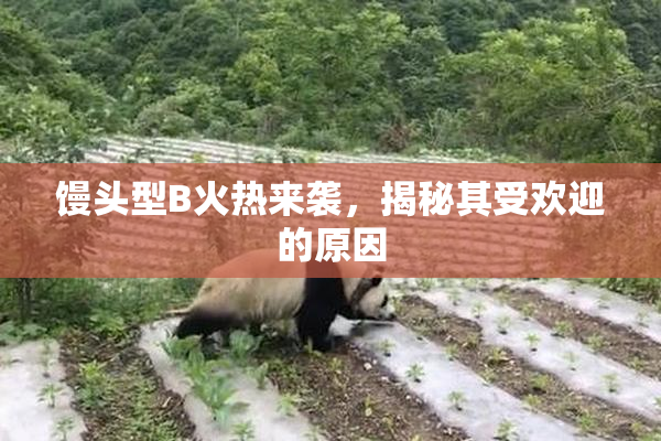 馒头型B火热来袭，揭秘其受欢迎的原因