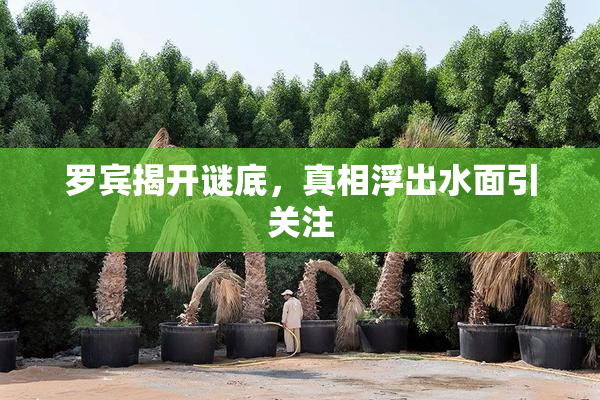 罗宾揭开谜底，真相浮出水面引关注