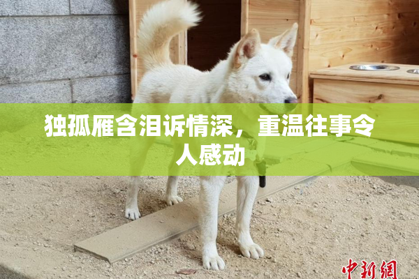 独孤雁含泪诉情深，重温往事令人感动