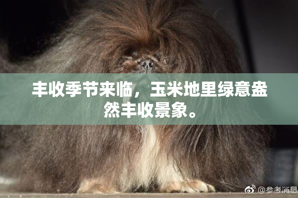 丰收季节来临，玉米地里绿意盎然丰收景象。